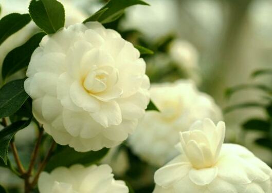 Cây hoa trà mi - Vẻ đẹp làm say đắm lòng người, món quà ý nghĩa - 3