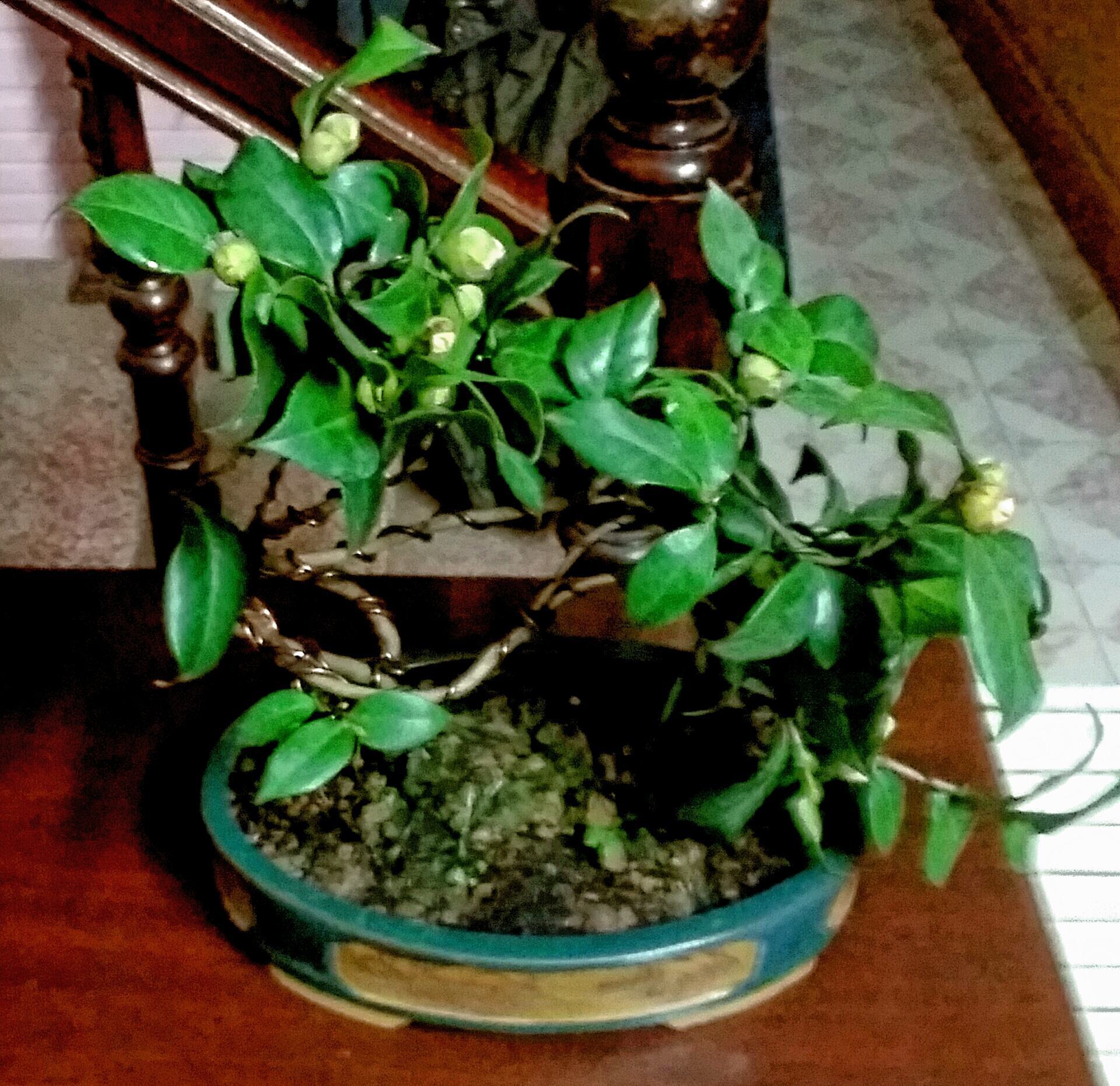 cây hoa trà mi bonsai thế bạt phong