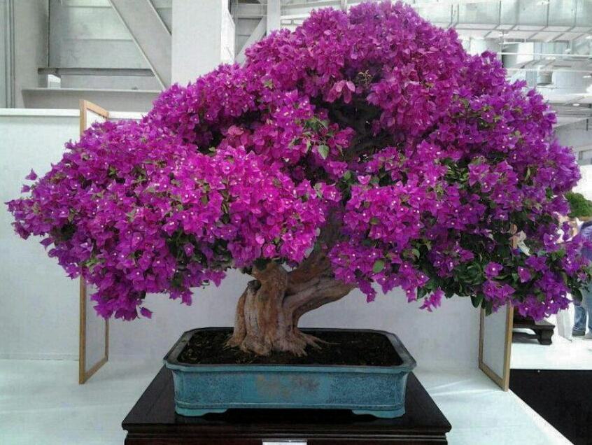 Cây hoa đỗ quyên bonsai tím