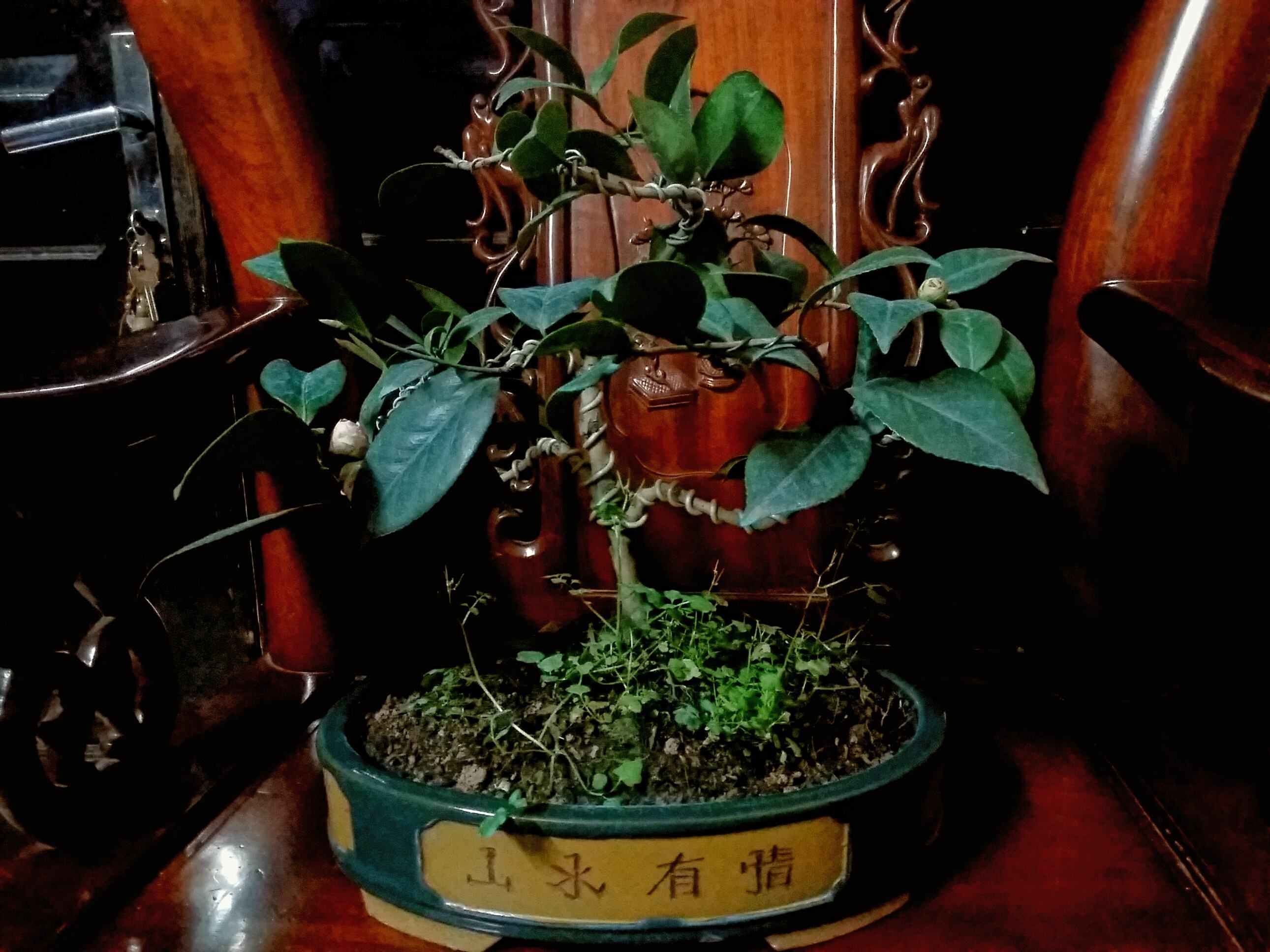 Cây hoa trà bonsai thế ngũ phúc