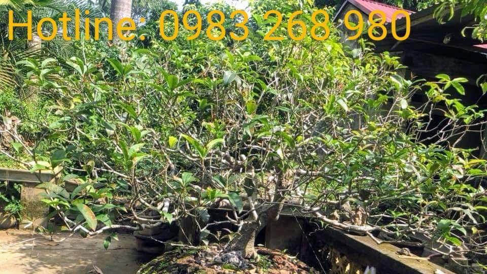 Cây hoa mộc hương Bonsai