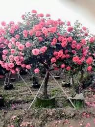 Cây hoa hồng cổ xa pa thân gỗ tree rose