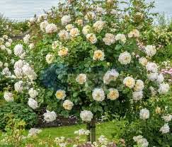 Vườn hoa hồng cổ thân gỗ tree rose 2