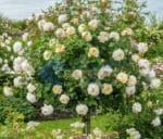 Vườn hoa hồng cổ thân gỗ tree rose
