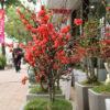 Cây hoa mai đỏ bonsai đẹp